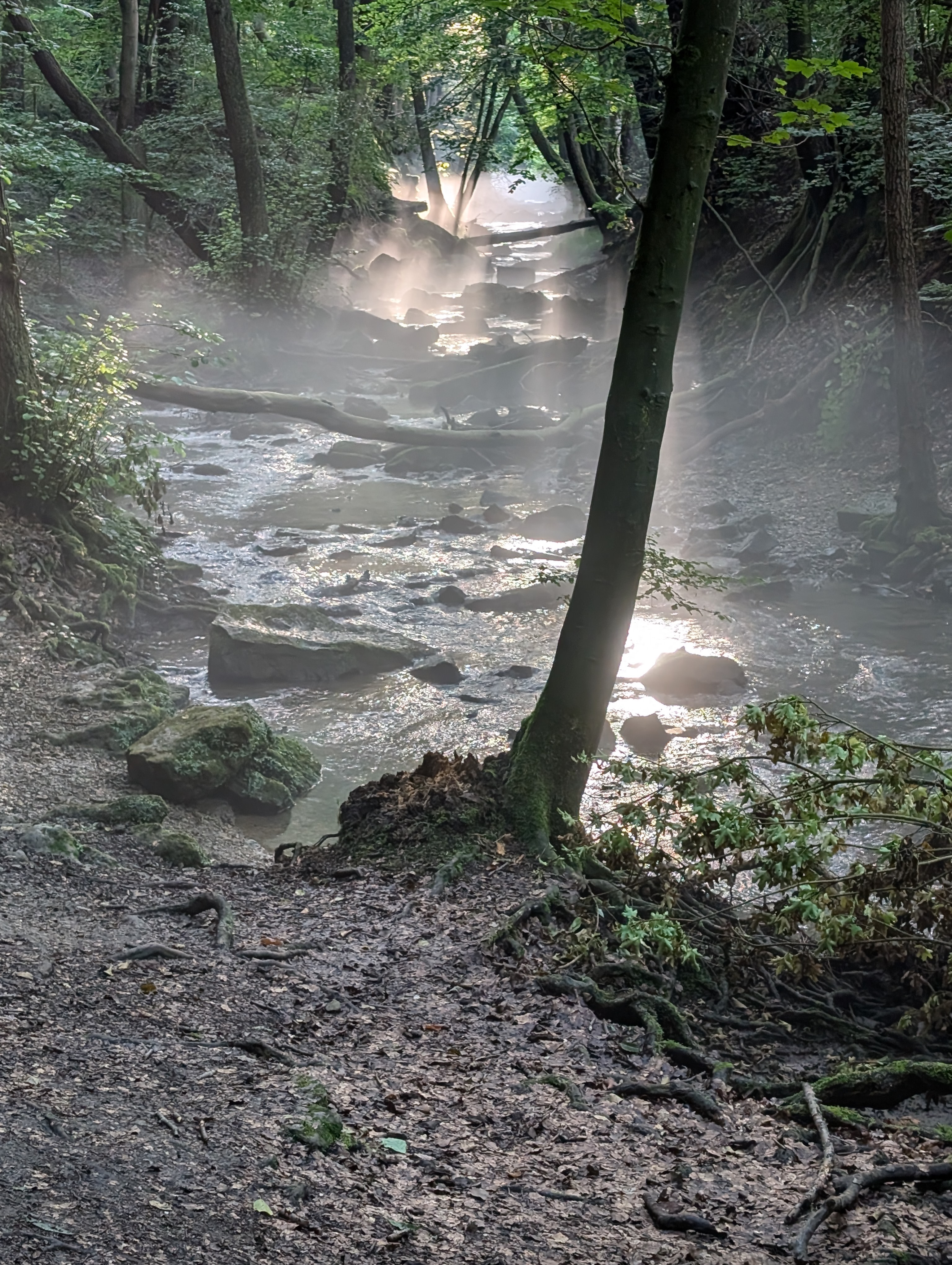 Bach im Wald mit Sonnenschein und aufsteigender Nebel